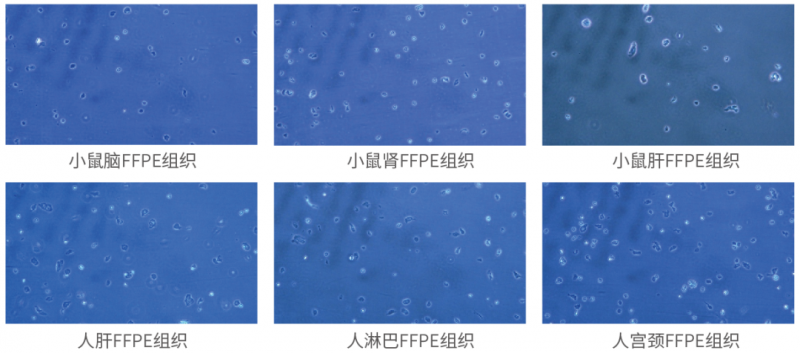 FFPE 样本 | 细胞核分离试剂盒结果展示 